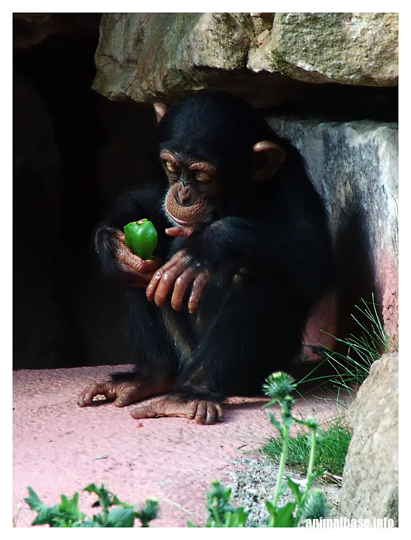 Pan troglodytes - Schimpanse