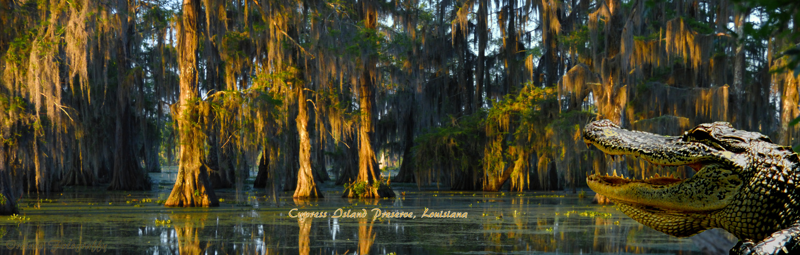 Pana Cypress Island Gator