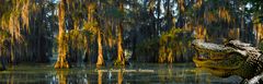 Pana Cypress Island Gator