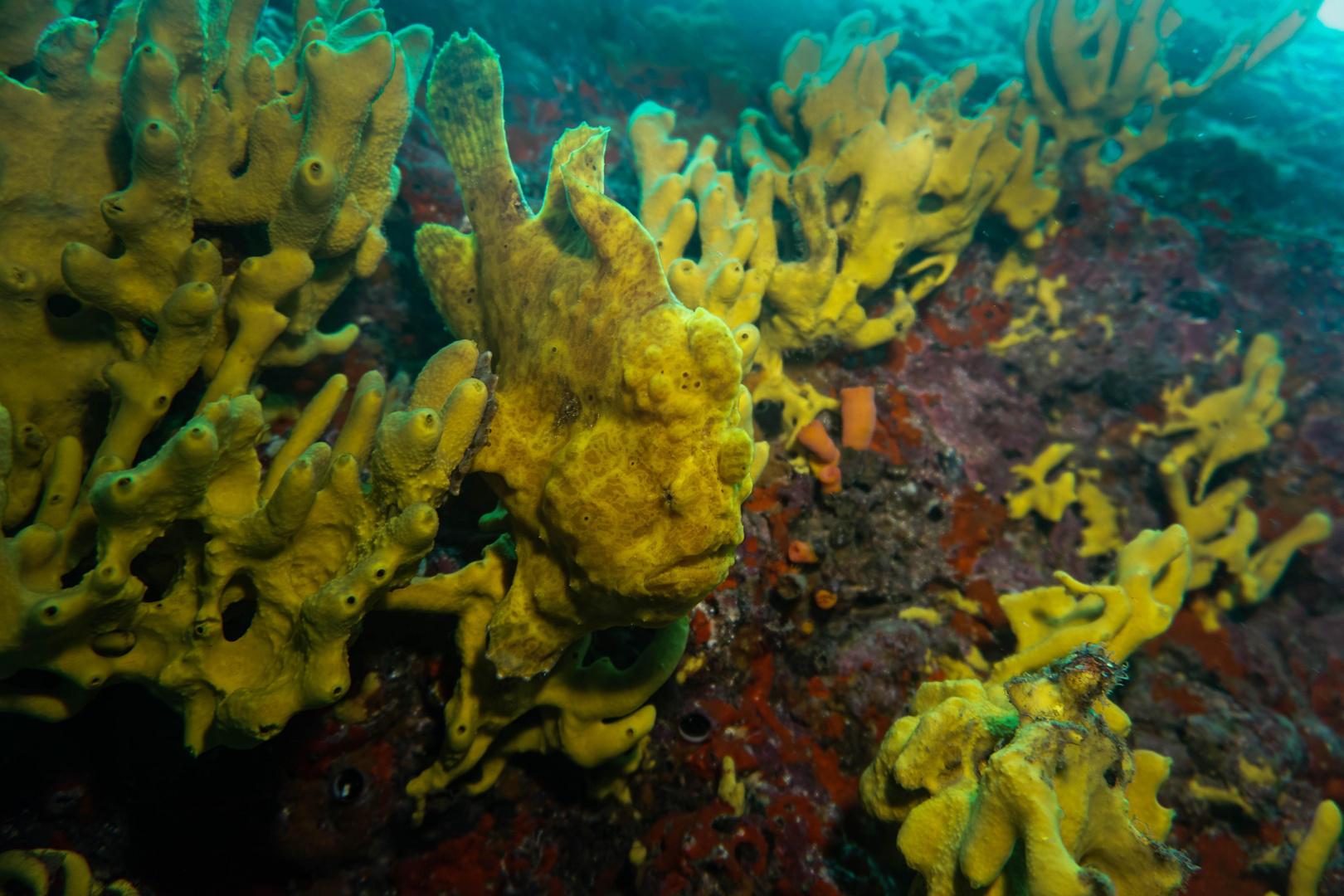 Panama, Frog Fish