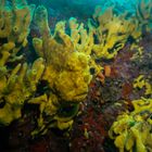 Panama, Frog Fish