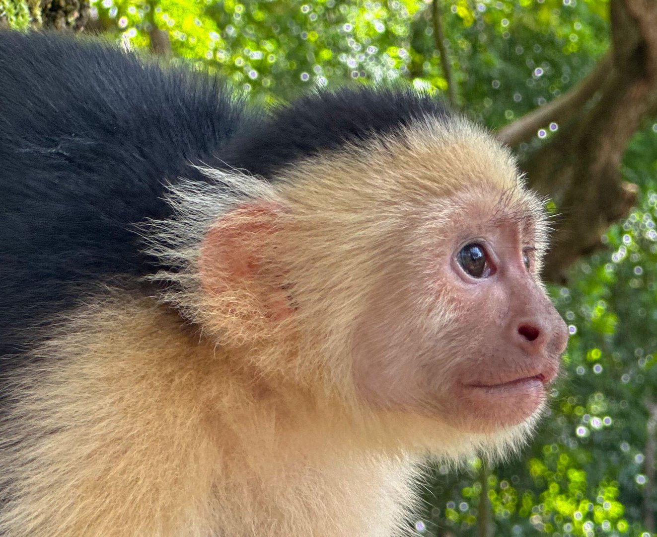 Panama Kapuzineräffchen (Cebus imitator)