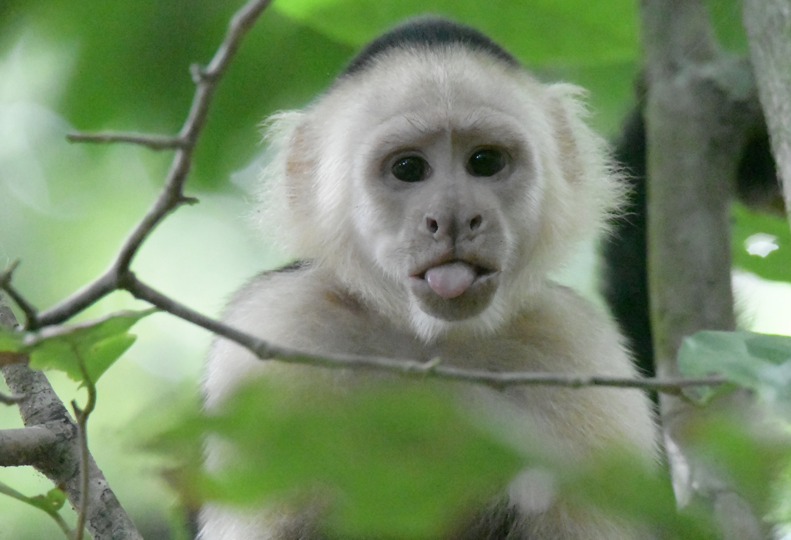 Panama-Kapuzineraffe