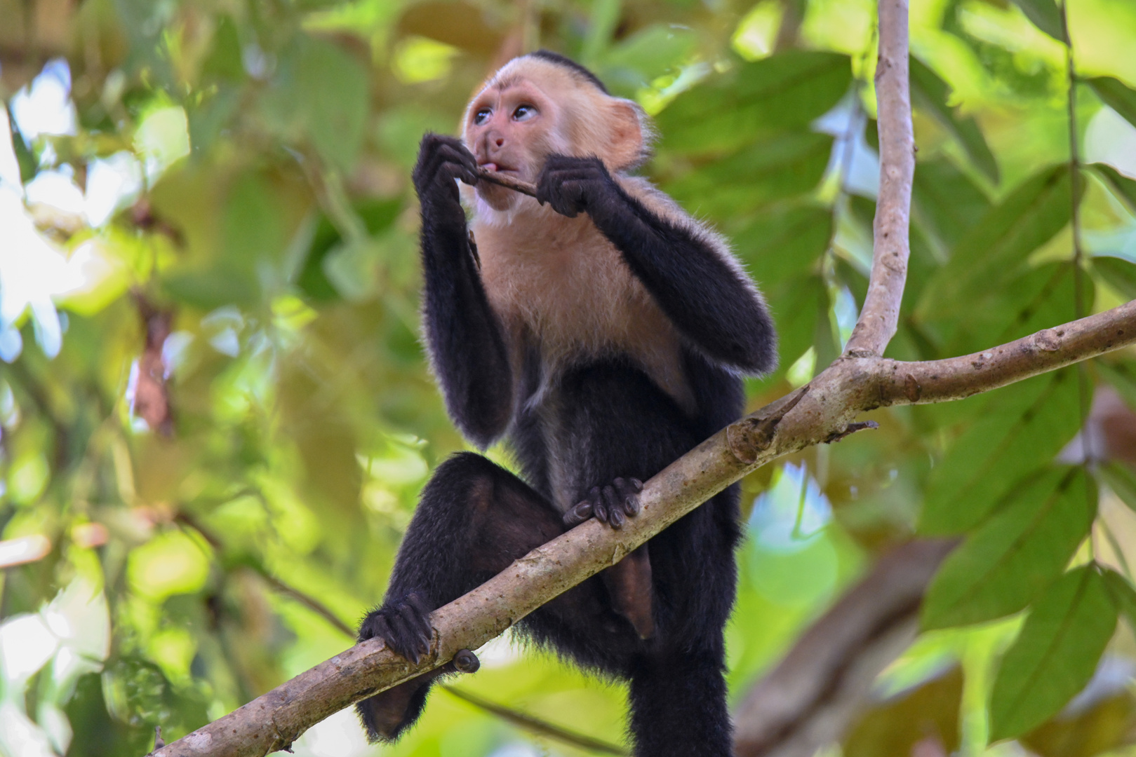  Panama-Kapuzineraffe 