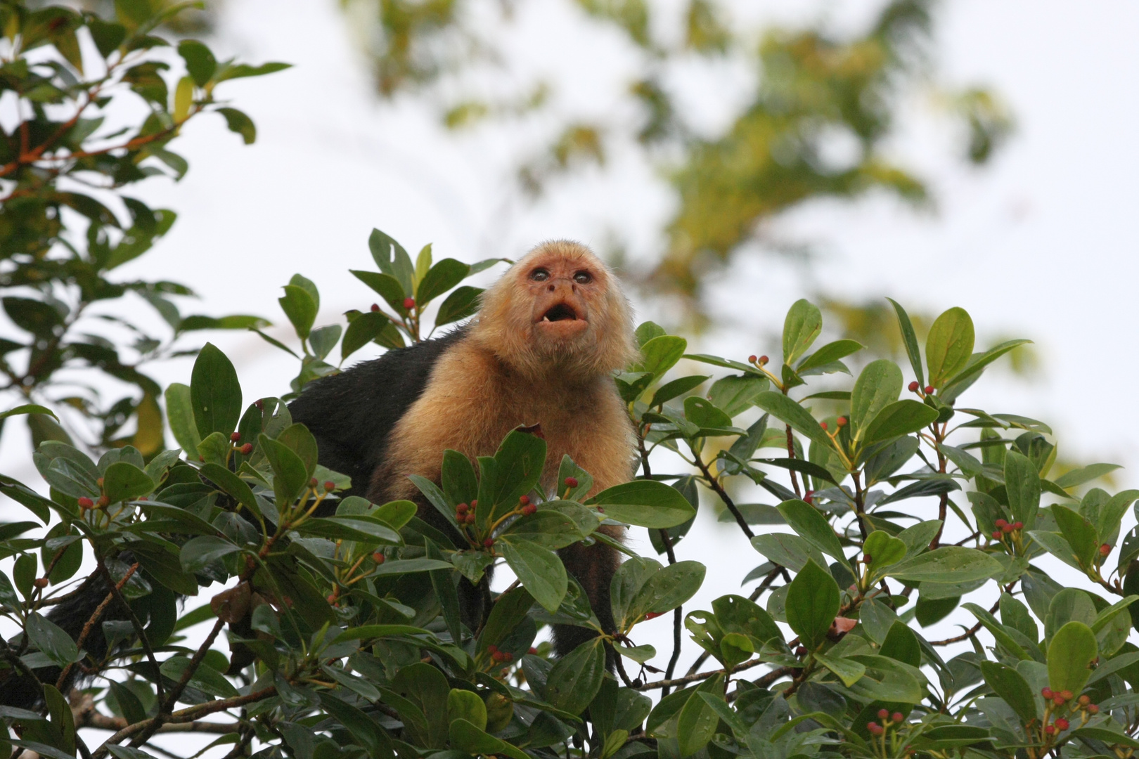 Panama-Kapuzineraffe