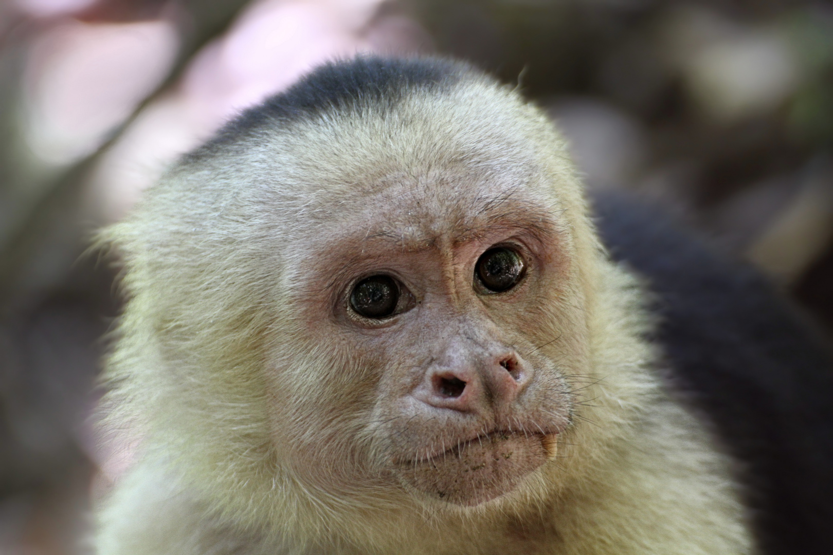 Panama-Kapuzineraffe