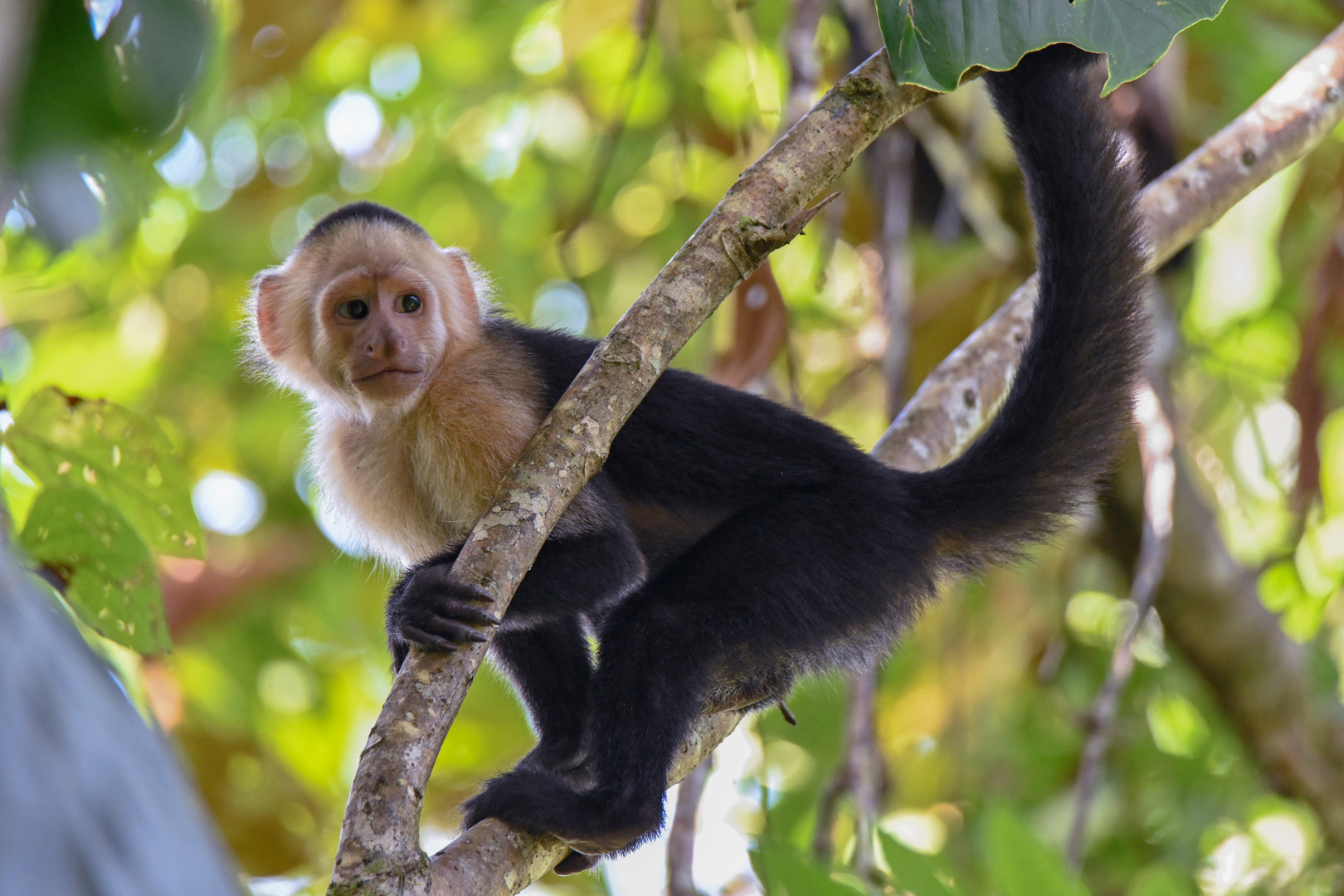 Panama-Kapuzineraffe