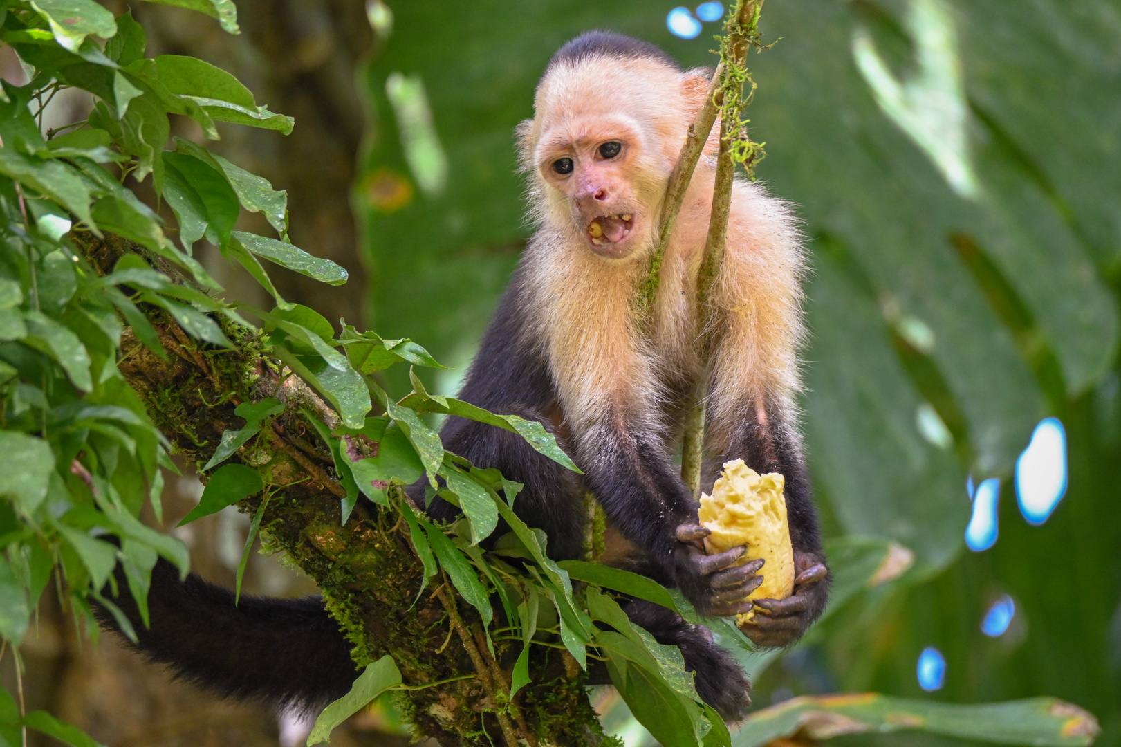 Panama-Kapuzineraffe 