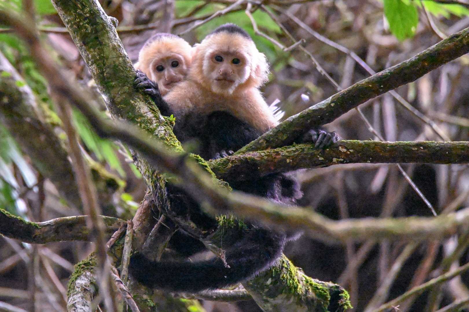 Panama-Kapuzineraffe