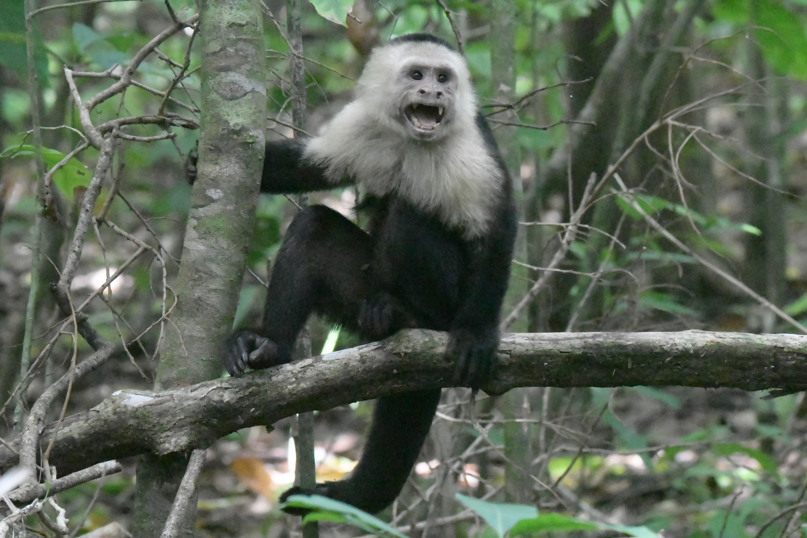 Panama-Kapuzineraffe