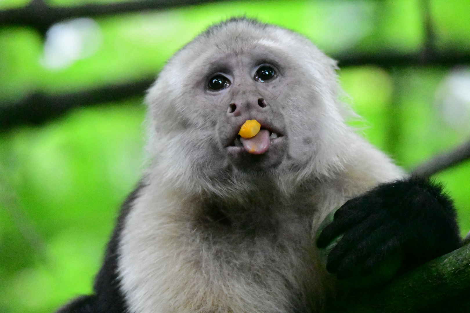 Panama-Kapuzineraffe