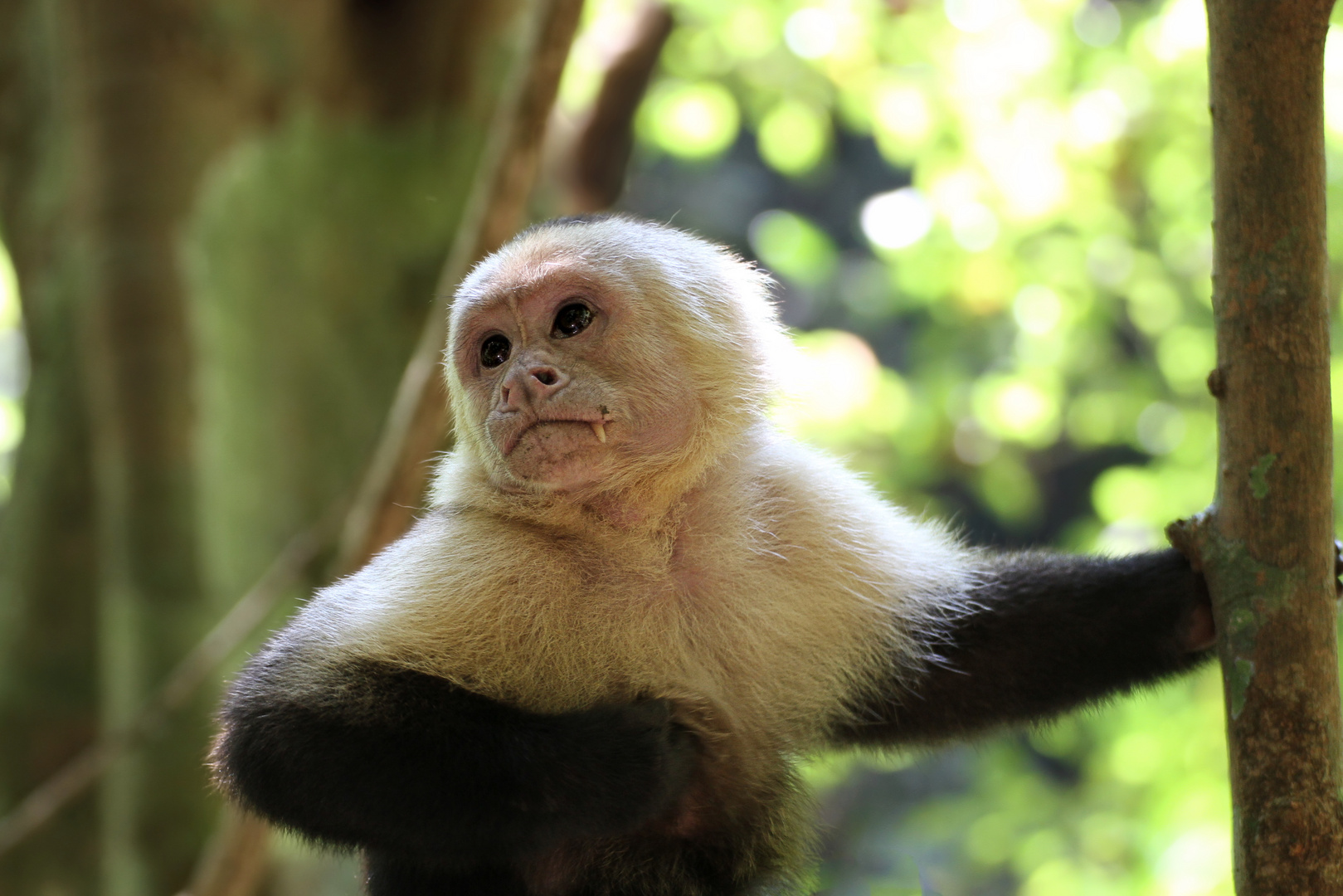 Panama-Kapuzineraffe