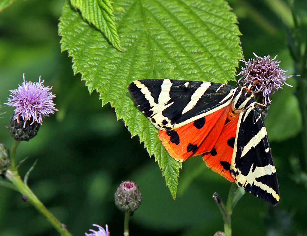 Panaxia quadripunktaria - Besuch beim Russischen Bären... Foto & Bild