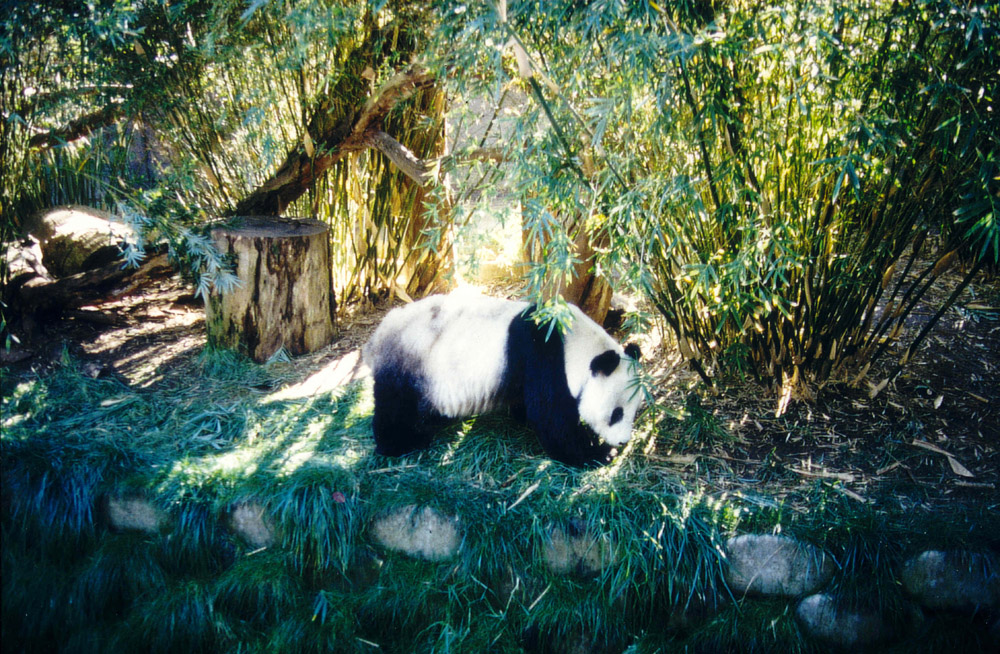 Panda