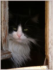 Panda am Fenster