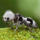 Panda Ant -Euspinolia ornatula