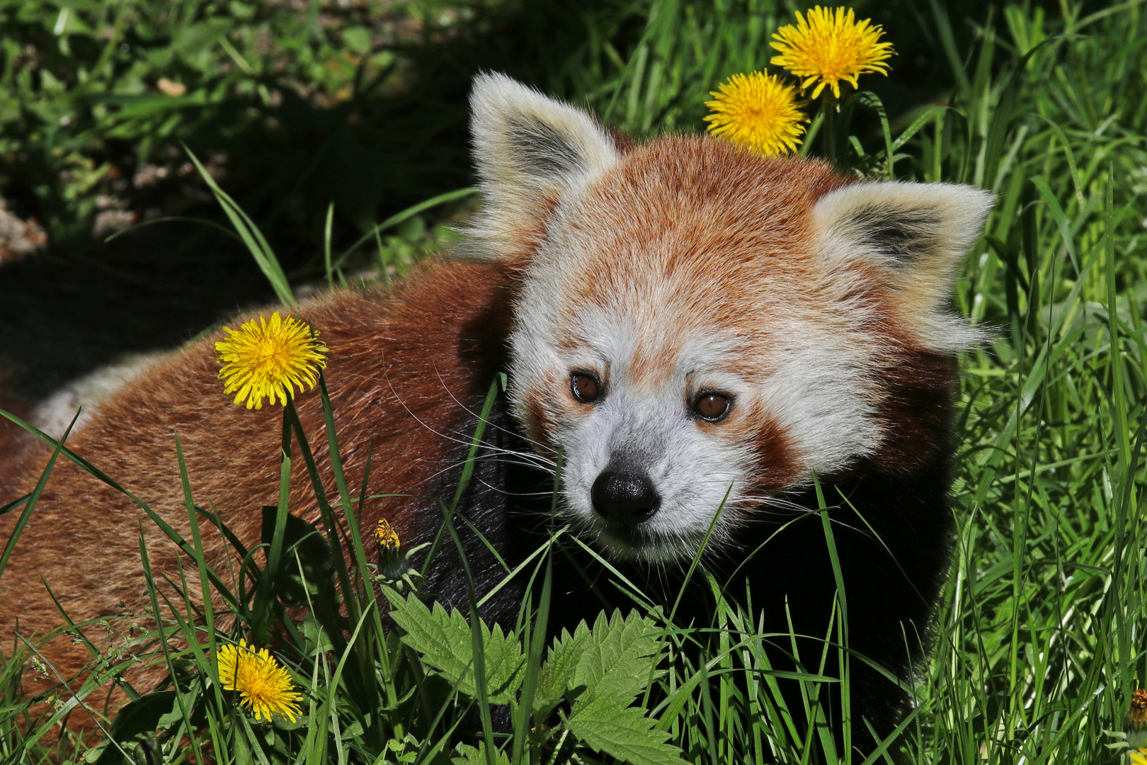 Panda auf der Blumenwiese