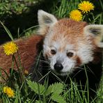 Panda auf der Blumenwiese