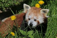 Panda auf der Blumenwiese