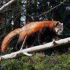 Panda auf Wanderschaft