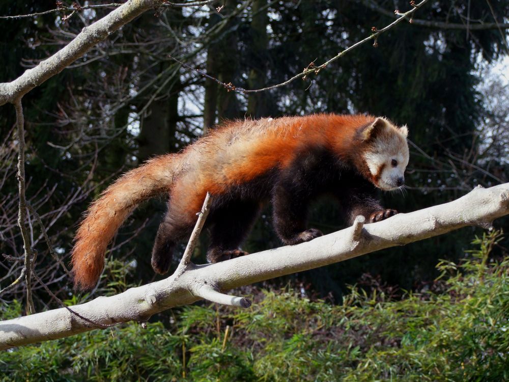 Panda auf Wanderschaft