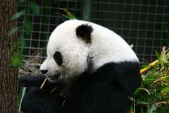 Panda aus dem Zoo von San Diego