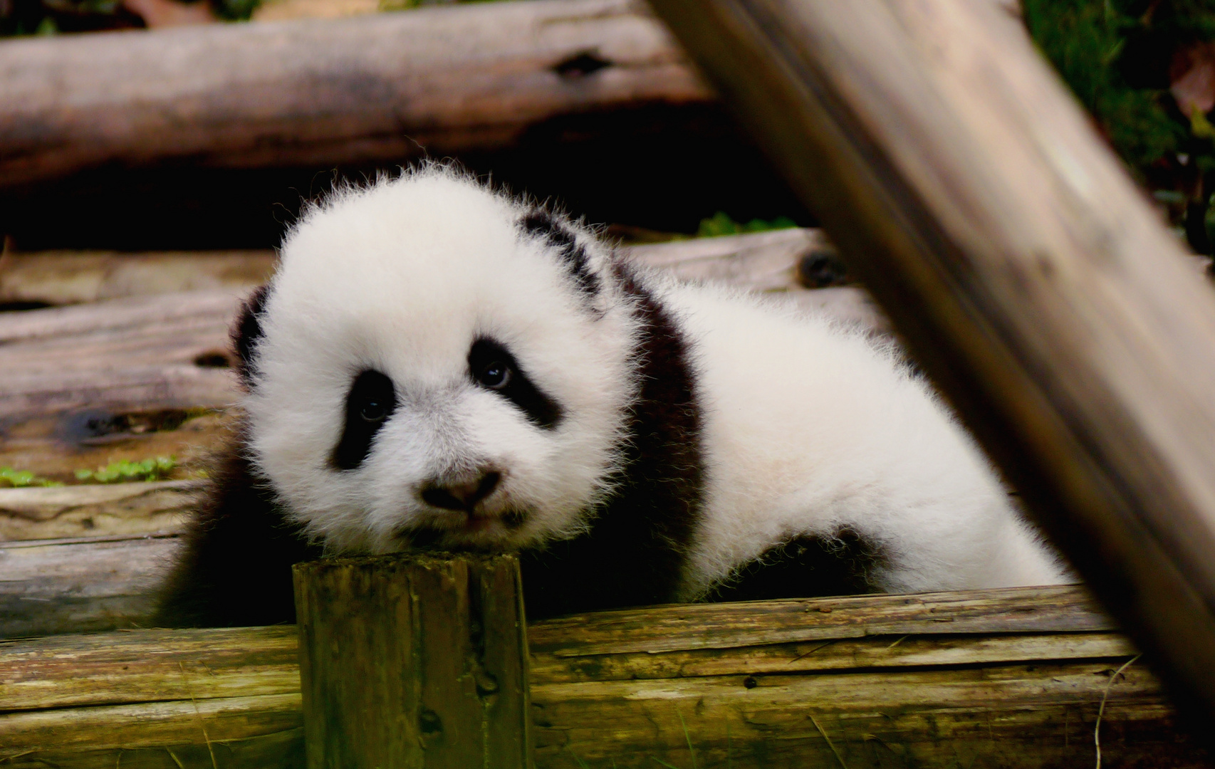 Panda Baby Foto & Bild | tiere, tierkinder, natur Bilder auf fotocommunity