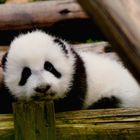 Panda Baby