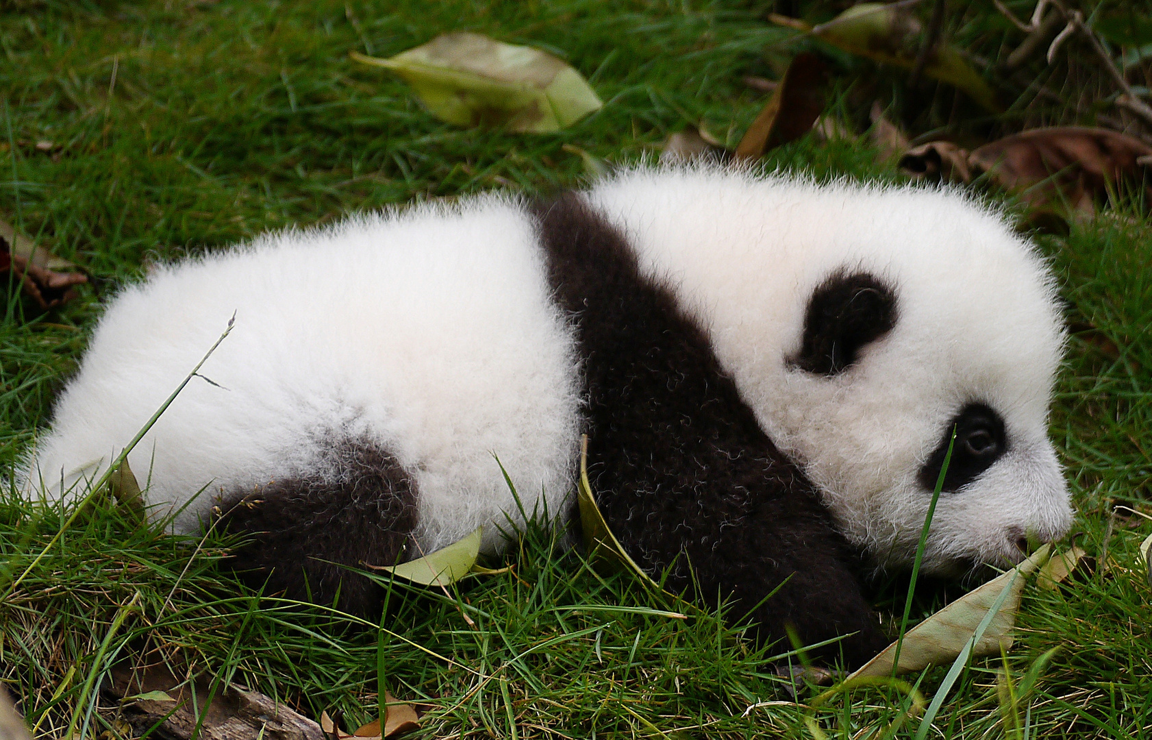 Panda Baby Foto & Bild | tiere, tierkinder, baby Bilder auf fotocommunity