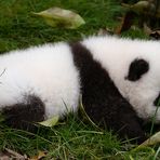 Panda Baby