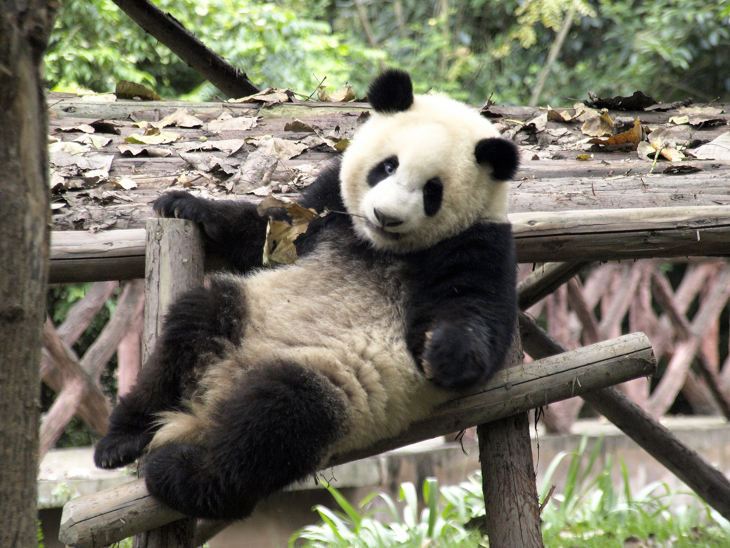 Panda Bär in der Aufzuchtstation in China