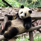 Panda Bär in der Aufzuchtstation in China