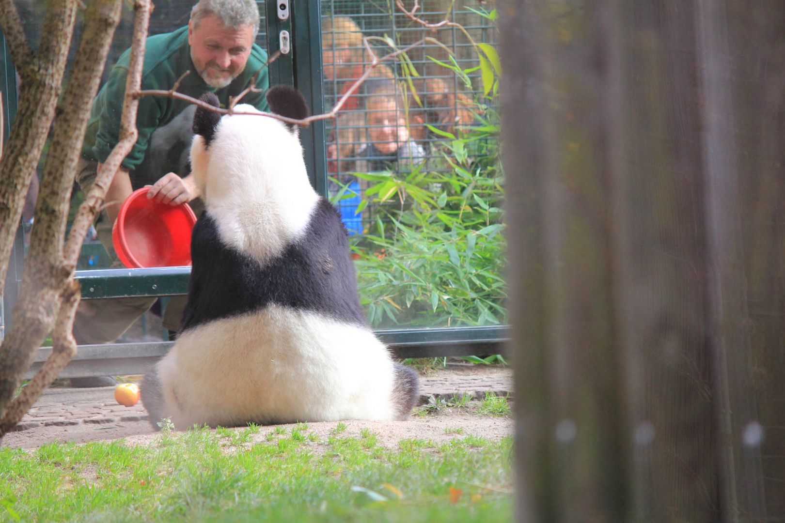 Panda Bao Bao bei der Fütterung