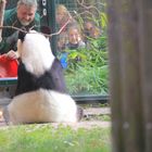 Panda Bao Bao bei der Fütterung