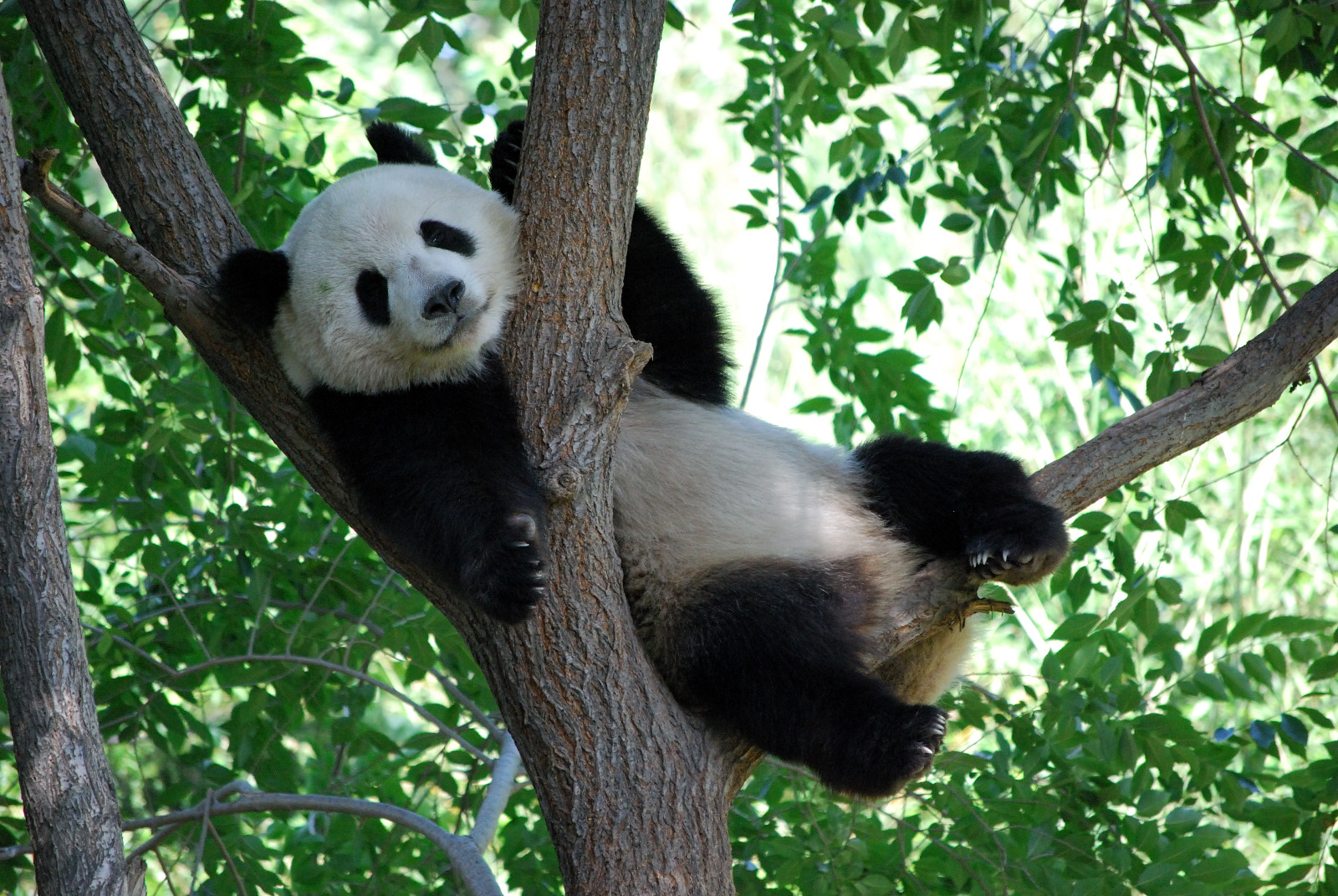 Panda-Baum