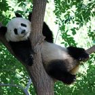 Panda-Baum