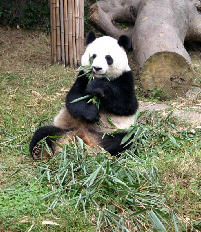 Panda bei einer seiner 3 Lieblingsbeschäftigungen