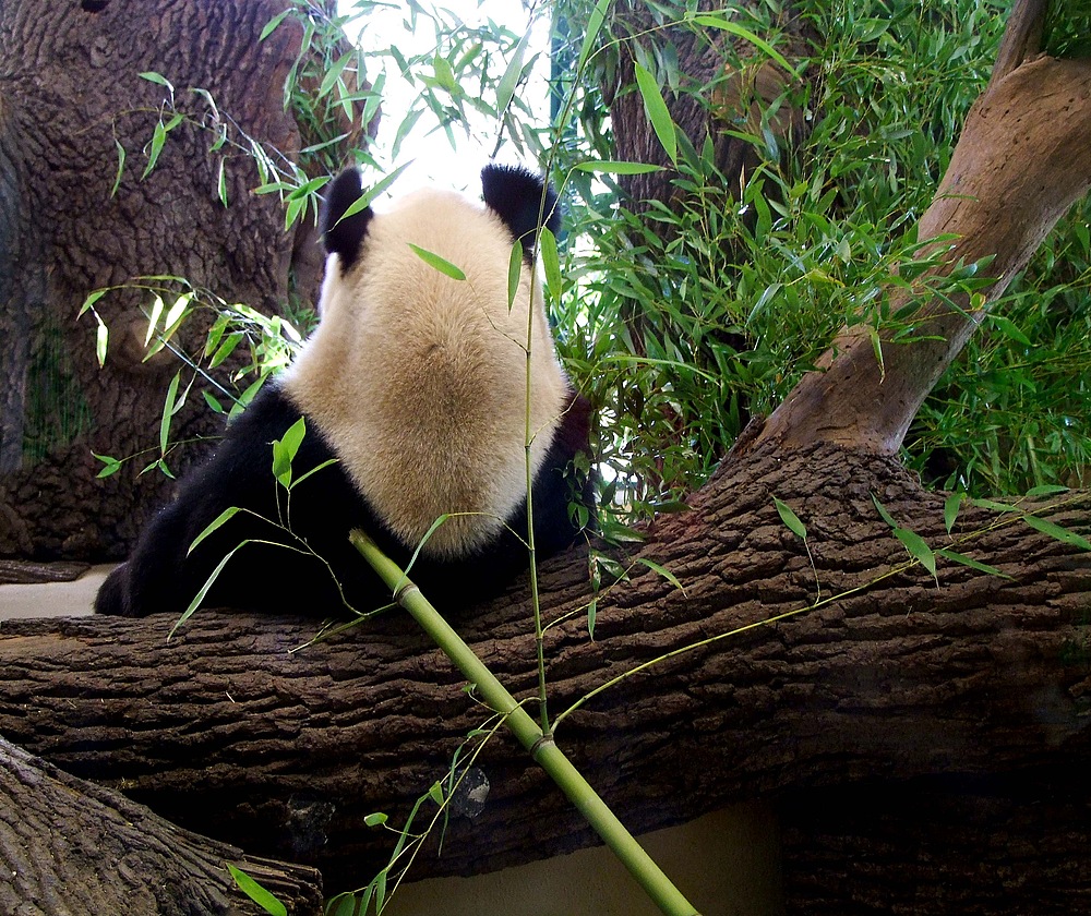 Panda beim essen