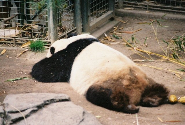 Panda