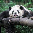 Panda - Chengdu (2020)