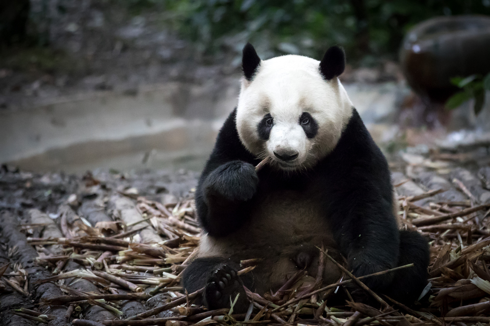 Panda, Chengdu