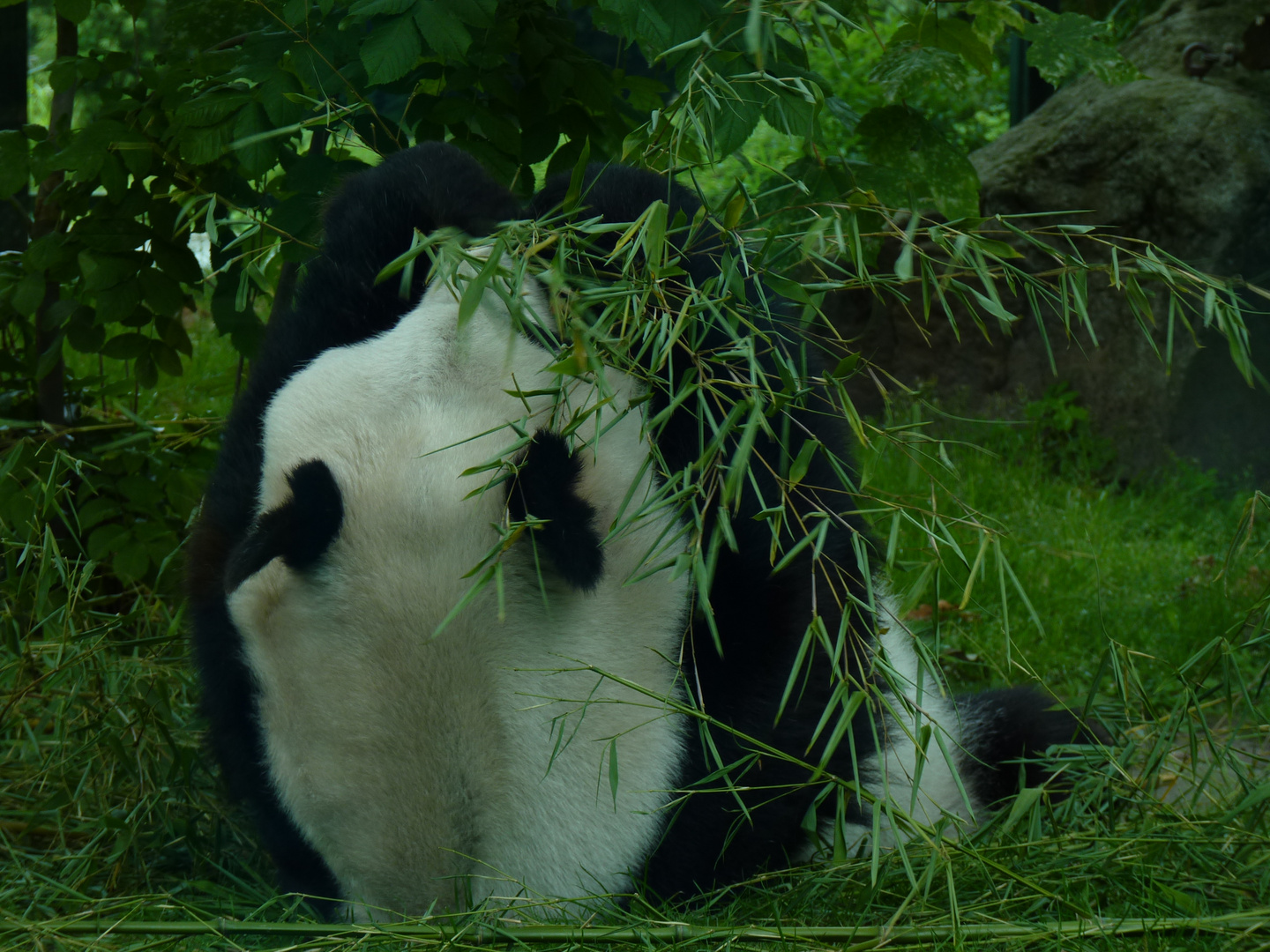 Panda - Der wahre Feinschmecker