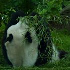 Panda - Der wahre Feinschmecker