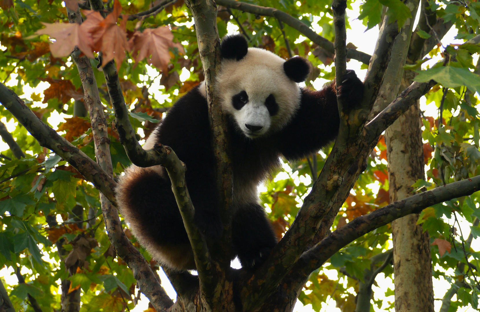 Panda ... ein guter Kletterer ...