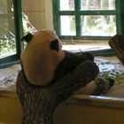 Panda - Ein schön Rücken...