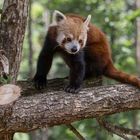 Panda en promenade