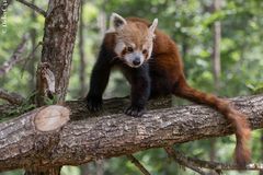 Panda en promenade