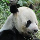 Panda Géant 