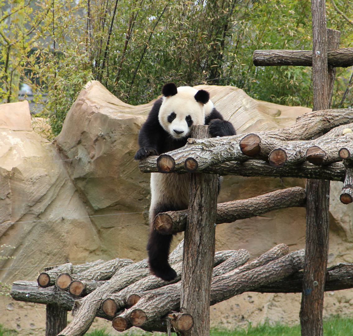 Panda géant - ZooParc de Beauval (41)