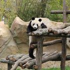 Panda géant - ZooParc de Beauval (41)